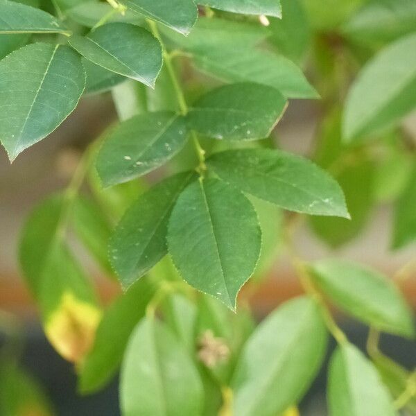 Rosa bracteata 葉