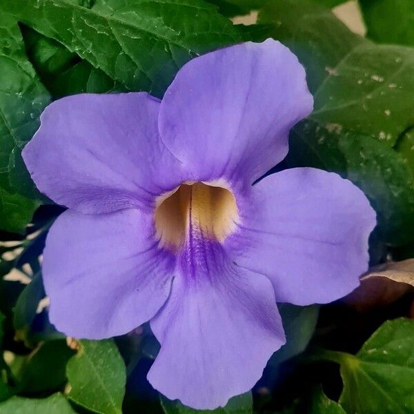 Thunbergia laurifolia Flower