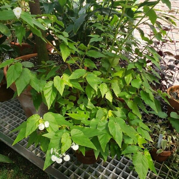 Begonia undulata Habitus