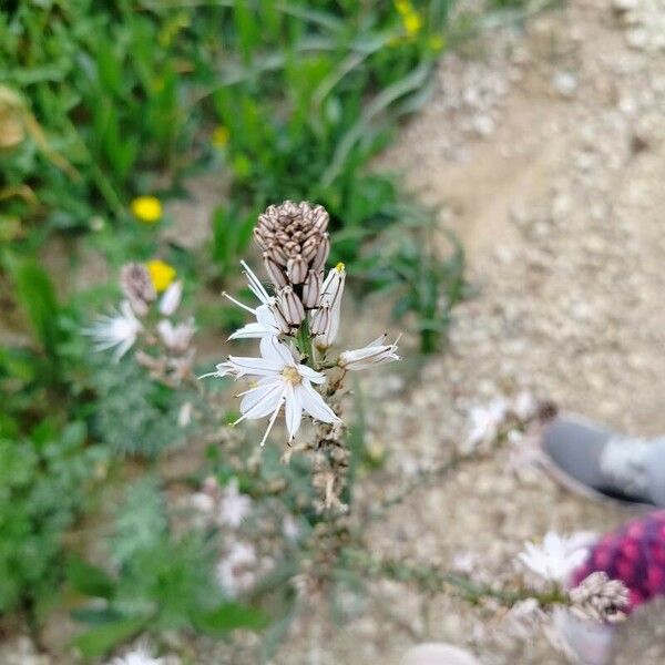 Asphodelus ramosus Flor