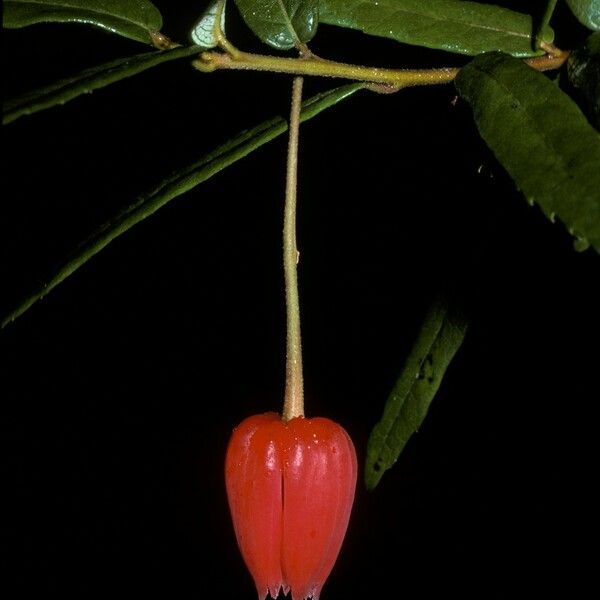 Crinodendron hookerianum Λουλούδι