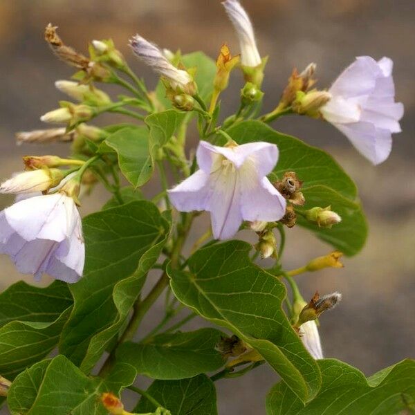 Convolvulus lopezsocasii Outro