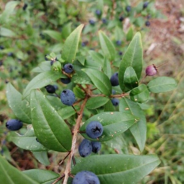 Myrtus communis ഫലം