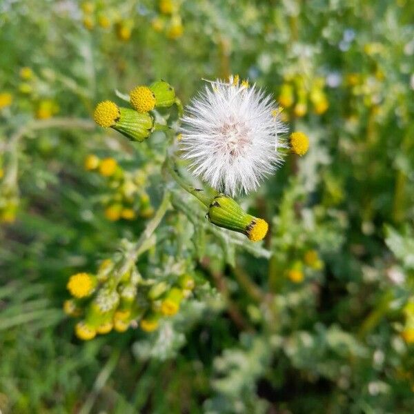 Senecio vulgaris Blomst