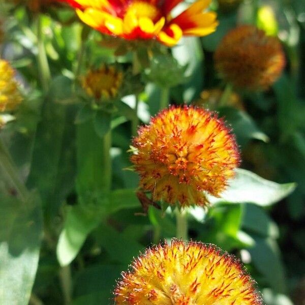 Gaillardia aristata Kukka