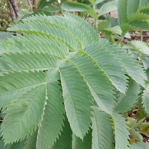 Melianthus major Fulla