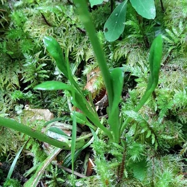 Globularia nudicaulis Liść