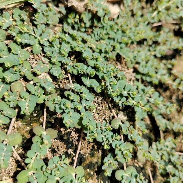 Euphorbia serpens Ліст