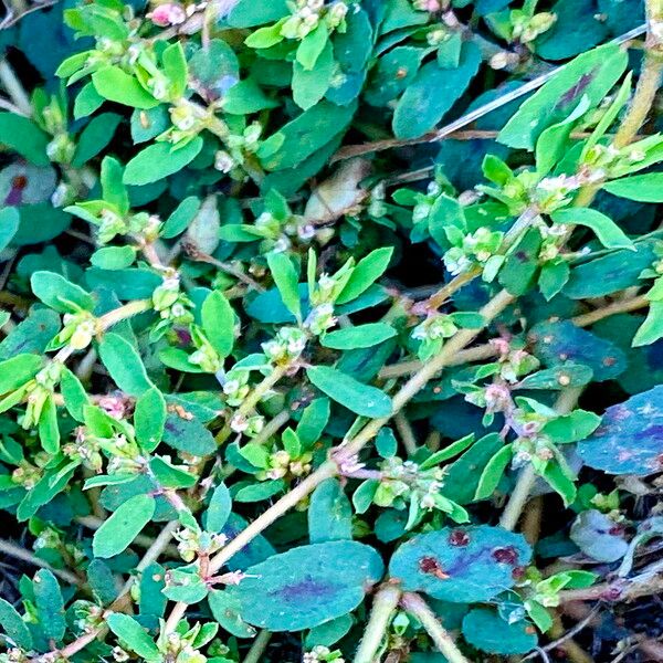 Euphorbia maculata Цвят
