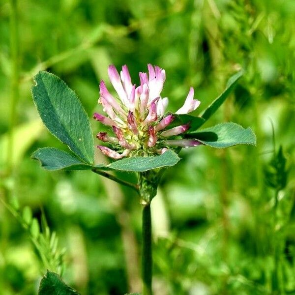 Trifolium medium Hoja