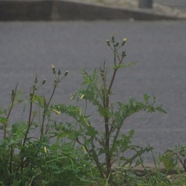 Sonchus tenerrimus Yaprak