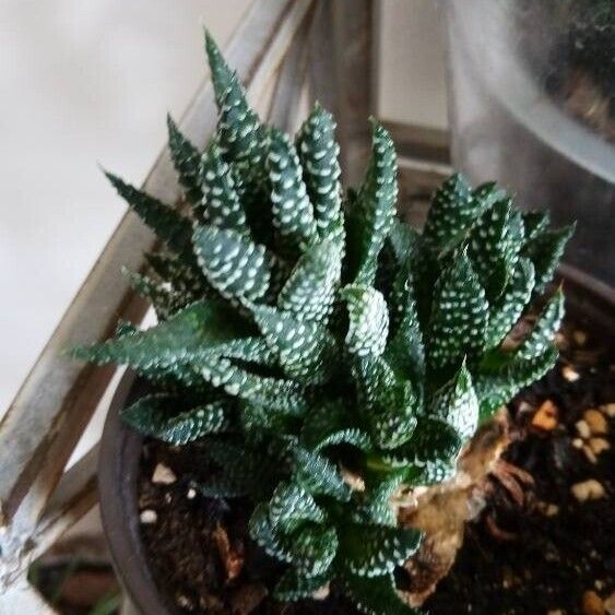 Aristaloe aristata 叶