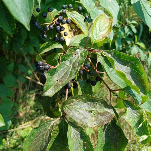 Cornus amomum Vrucht