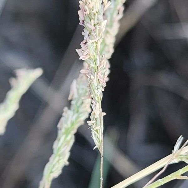 Calamagrostis pseudophragmites Flor