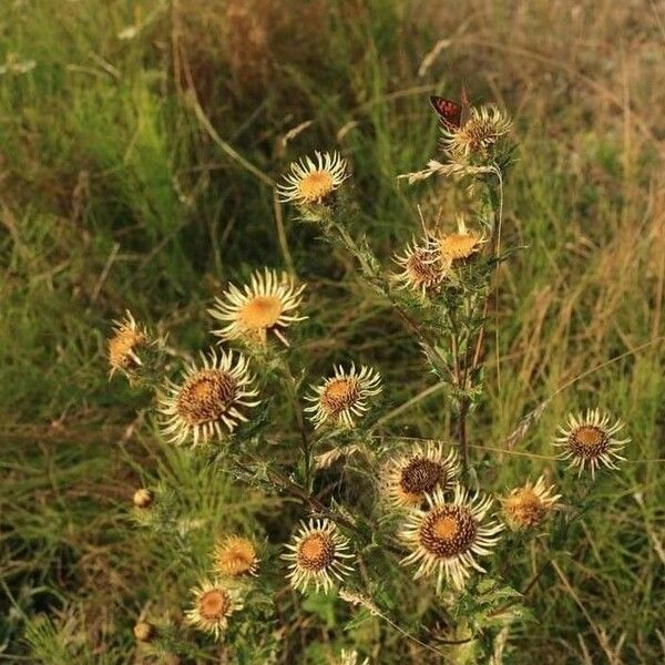 Carlina vulgaris 花