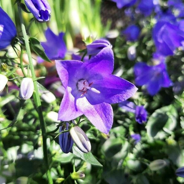 Campanula carpatica Flower