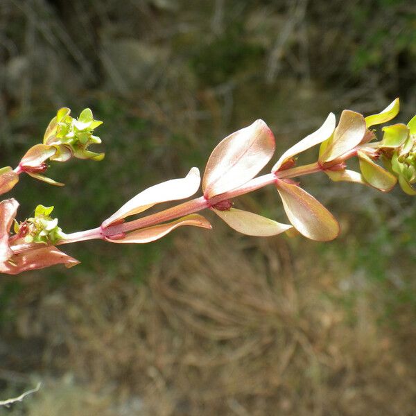 Lythrum borysthenicum 葉