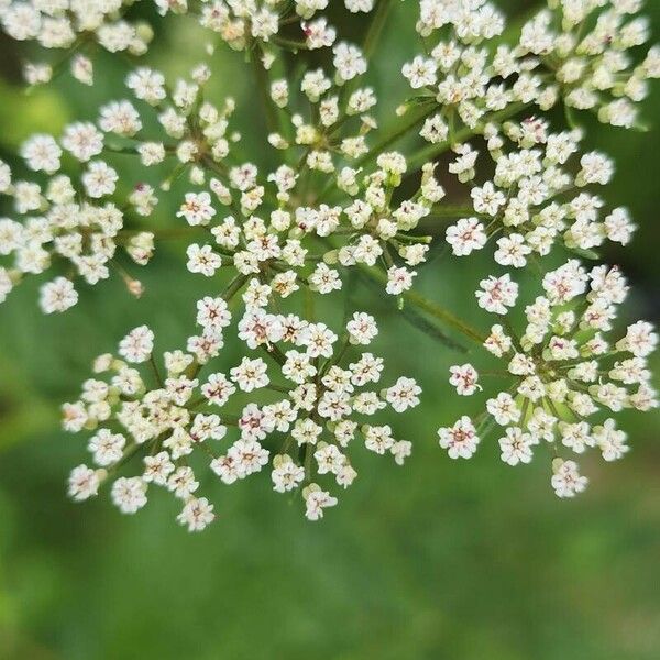 Trachyspermum ammi Flors