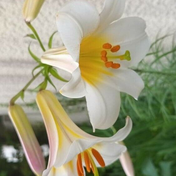Lilium regale Квітка