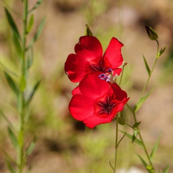 Linum grandiflorum Flower