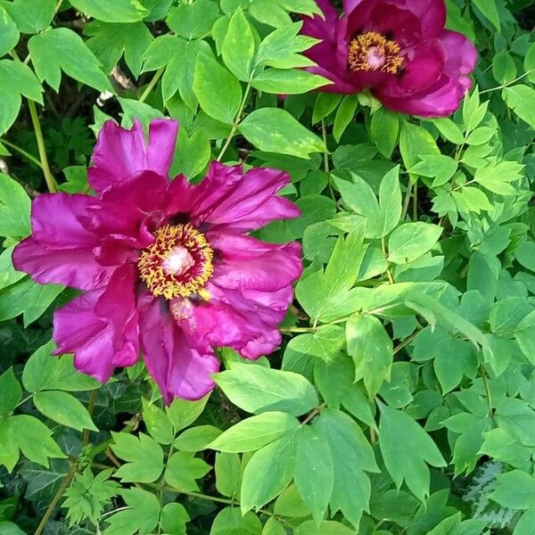 Paeonia × suffruticosa Cvet