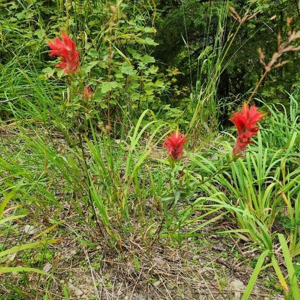 Castilleja miniata Flower