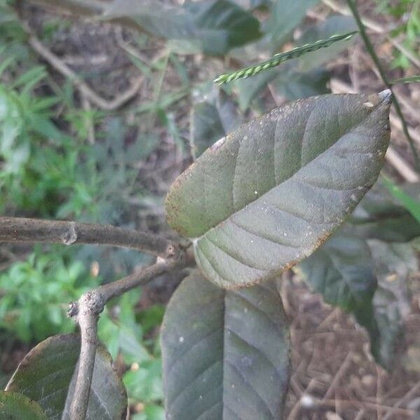 Dalbergia ecastaphyllum Koor