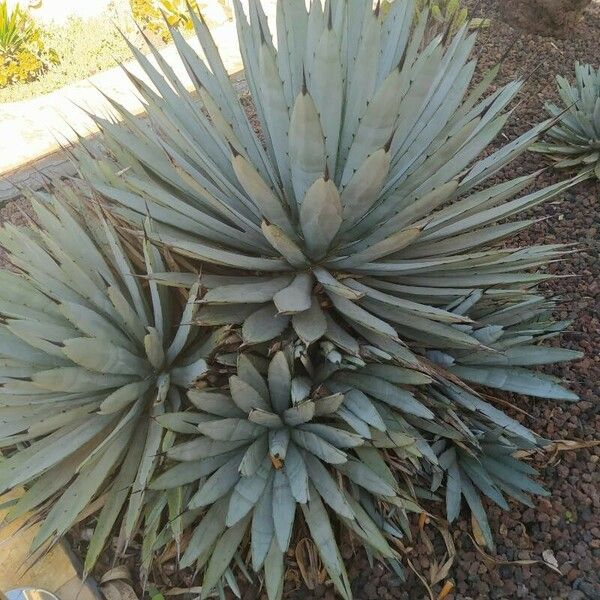 Agave macroacantha পাতা