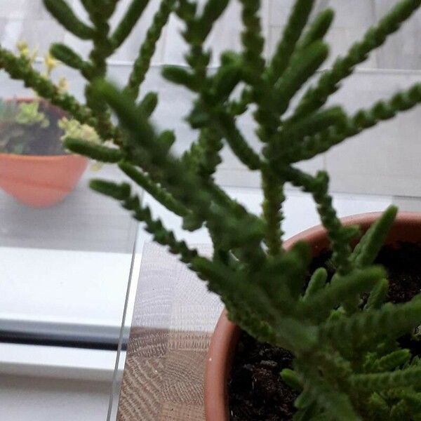 Crassula muscosa 葉