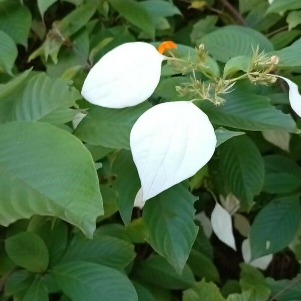 Mussaenda frondosa 花