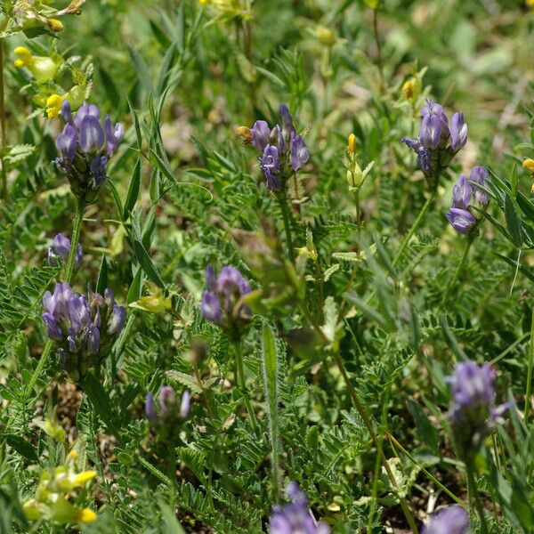 Astragalus danicus Habitus