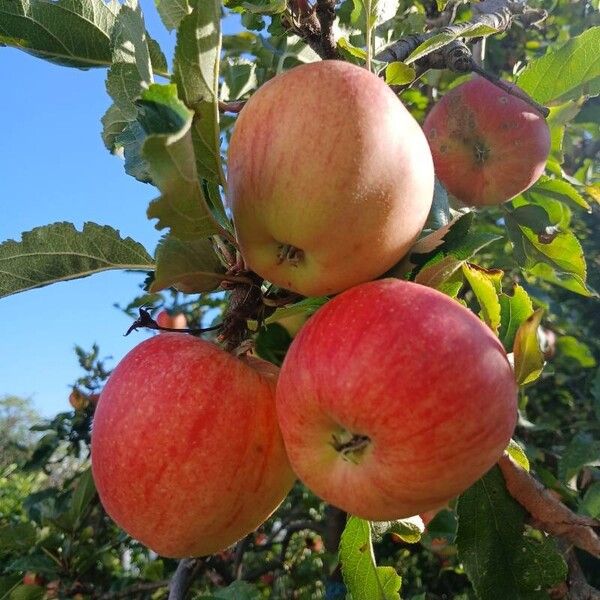 Malus domestica Frucht