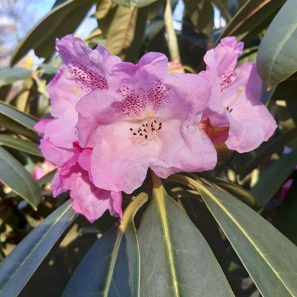 Rhododendron sutchuenense Кветка