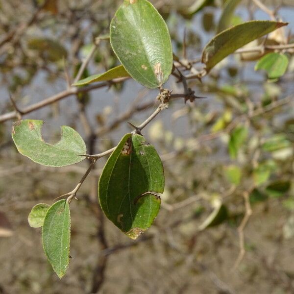 Ziziphus mauritiana Leaf