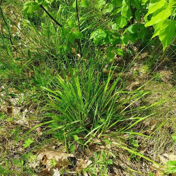 Anthoxanthum australe Leaf