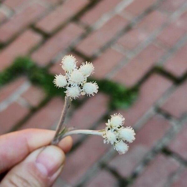 Antennaria parlinii Цвят