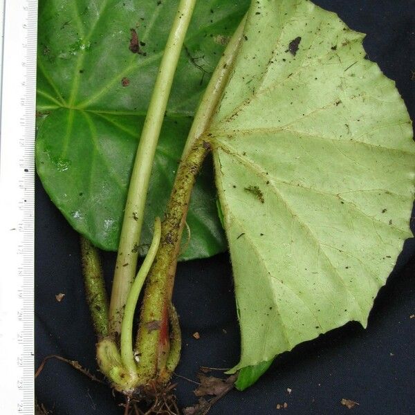 Begonia quaternata Leaf