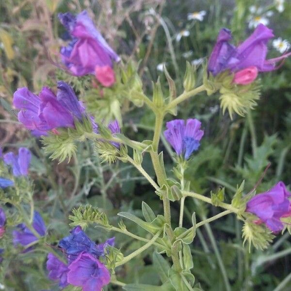 Echium plantagineum Květ