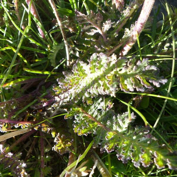 Pedicularis gyroflexa Foglia