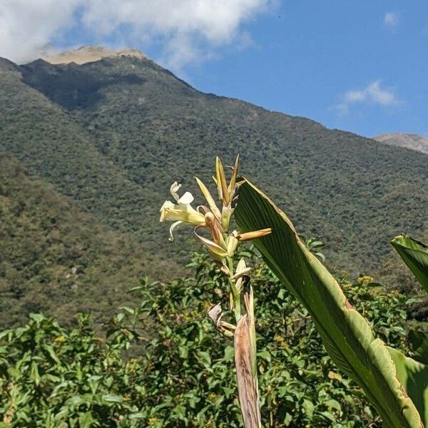 Canna glauca ᱵᱟᱦᱟ