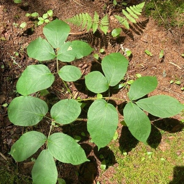 Aralia nudicaulis Φύλλο