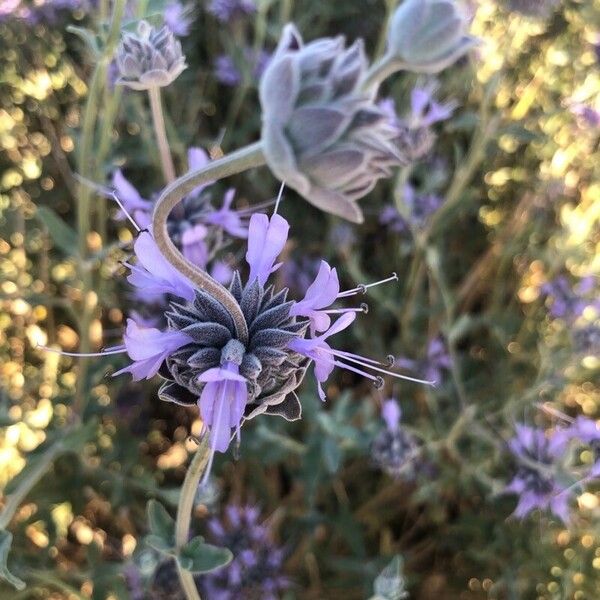 Salvia leucophylla Květ