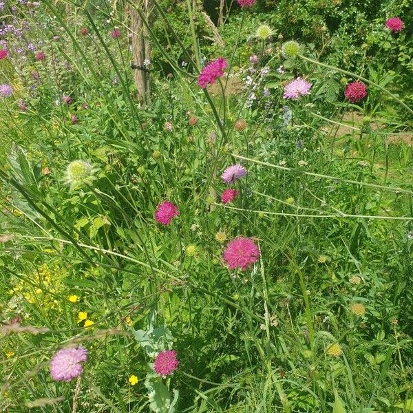 Knautia macedonica Cvet