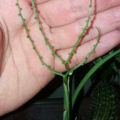 Hyospathe elegans Fruit