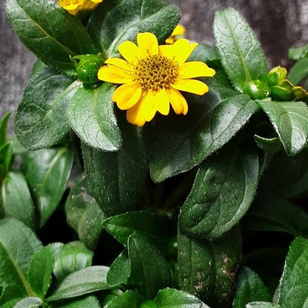 Sanvitalia procumbens 花