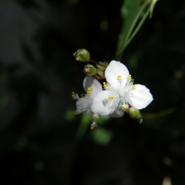 Gibasis pellucida Flower