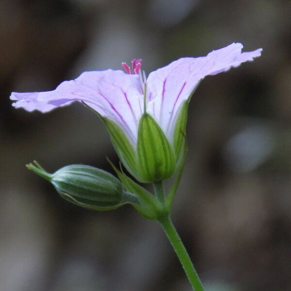 Geranium nodosum Květ