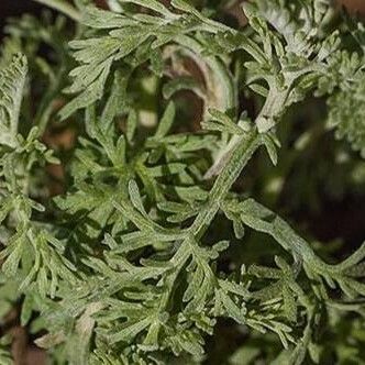 Artemisia frigida Levél