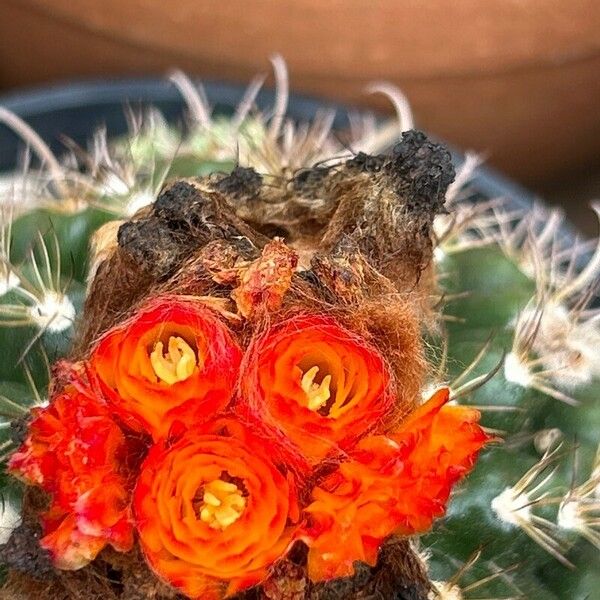 Parodia comarapana Fleur