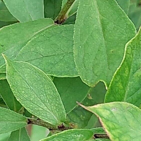 Phlox maculata Leaf